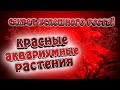 Красные аквариумные растения. Что нужно для успешного роста?