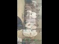 محاوله غناءيه بين الفنانين مرتضى نوماس وغيث تومان ونين يموت موال 