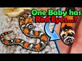 Colorful Baby Tricolor Hognose Snakes Hatching!