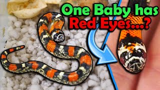 Colorful Baby Tricolor Hognose Snakes Hatching!