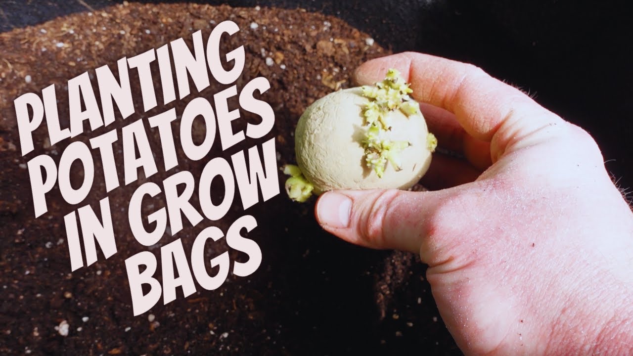 How To Plant Potatoes In A Container For MAXIMUM Yield Planting