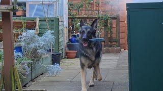 GERMAN SHEPHERD PLAYING by DOGS BEING DOGS 119 views 2 months ago 7 minutes, 36 seconds