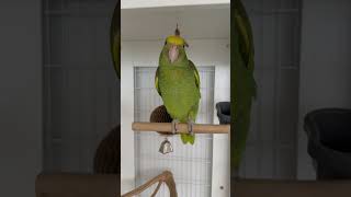 Download Lagu Felito el Lorito mas Bonito 😍 MP3