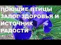 ПОЮЩИЕ ПТИЦЫ-ЗАЛОГ ЗДОРОВЬЯ,А БОЖЕСТВЕННАЯ ПРИРОДА ИСТОЧНИК РАДОСТИ И ГАРМОНИИ ДУШИ И ТЕЛА.