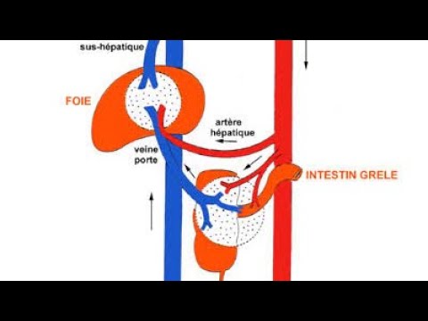 Vidéo: Où se produisent les anastomoses portosystémiques ?