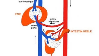 📍 Comprendre : La veine porte , artère hepatique , veines sus hépatique en 8 min 🔥🔥