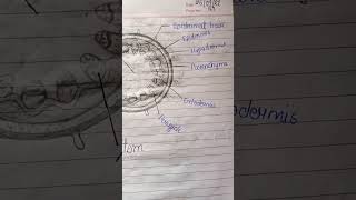 Structure of Dicot stem  #class11 #shortvideo