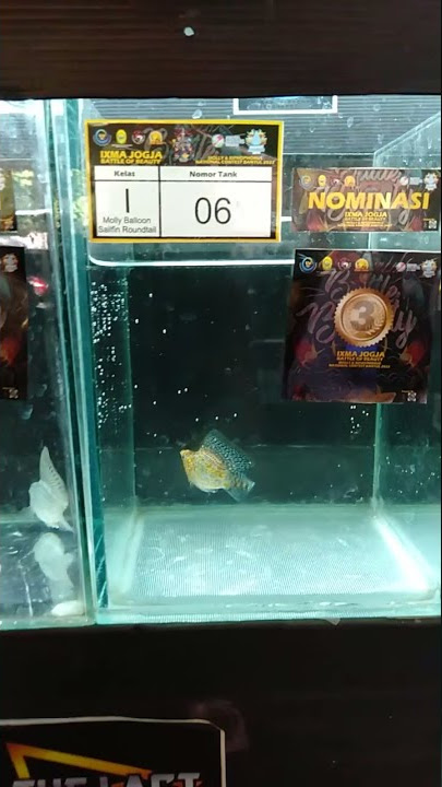 Pemenang Kontes Xihpo Molly Bantul Jogja Klas I Molly Ballon Sailfin Roundtail