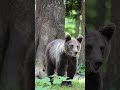 Quick Bear Facts