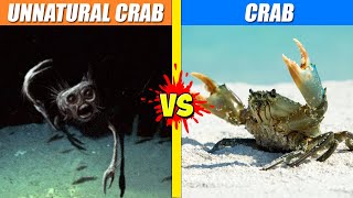 Unnatural Crab vs Crab | SPORE