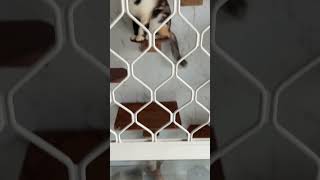 Mya family #cat #cutecat #shortvideo