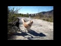 Cyprus rescue dogs looking for forever homes - 'Alive' - Empire of the sun Cyprus rescue dogs looking for forever homes - 'Alive' - Empire of the sun