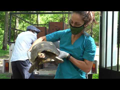 En un proyecto de reintroducción la tortuga Yabotí regresa a Argentina