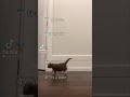 ranking really funny cat fails #funny