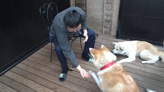 スズちゃんお手の特訓中です。