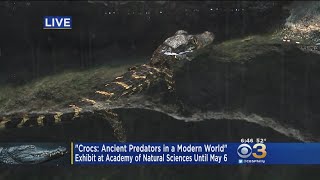 'Crocs' Exhibit Opens Up At Academy Of Natural Sciences
