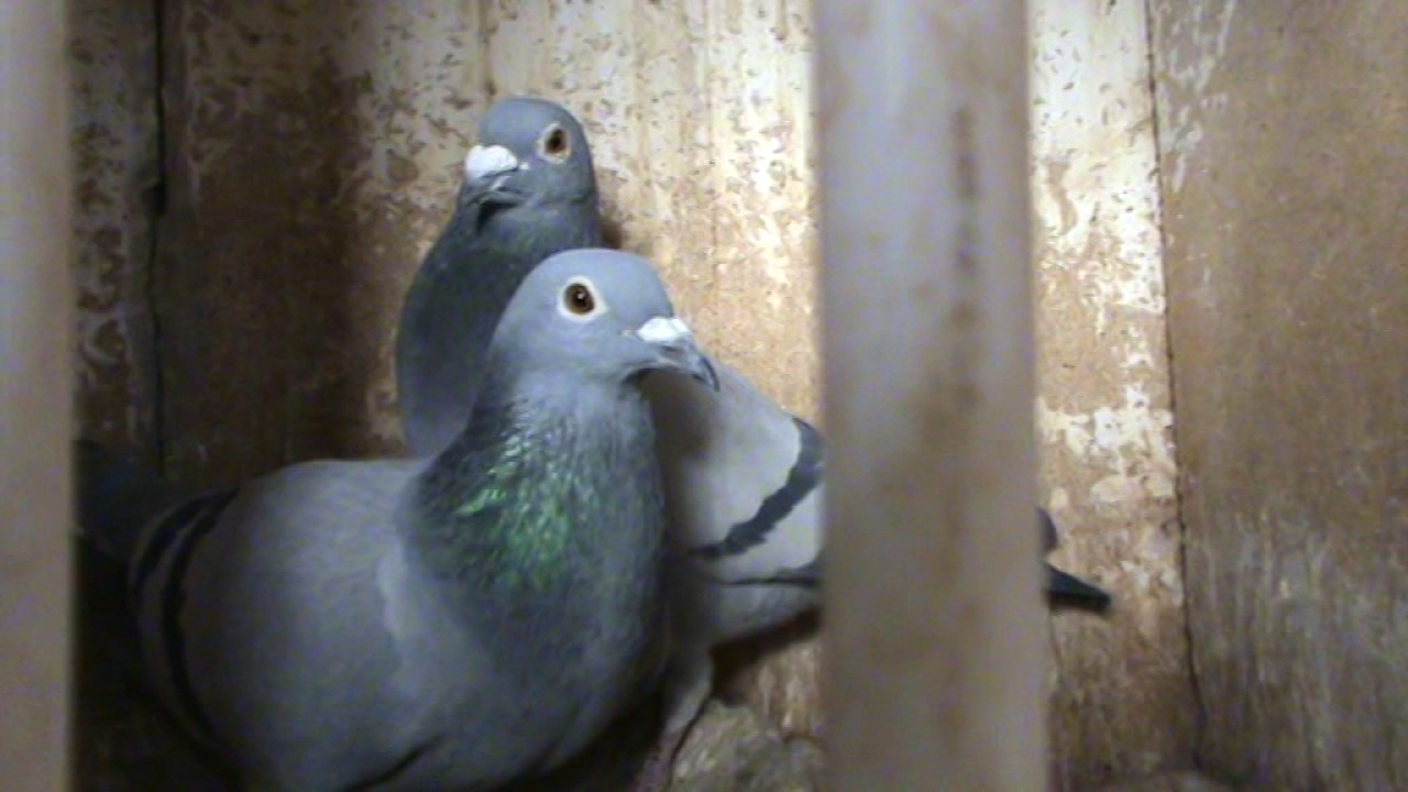 Maestrul IOAN CARMAZAN Bucuresti Romania prezentare porumbei de matca 18 feb 2017