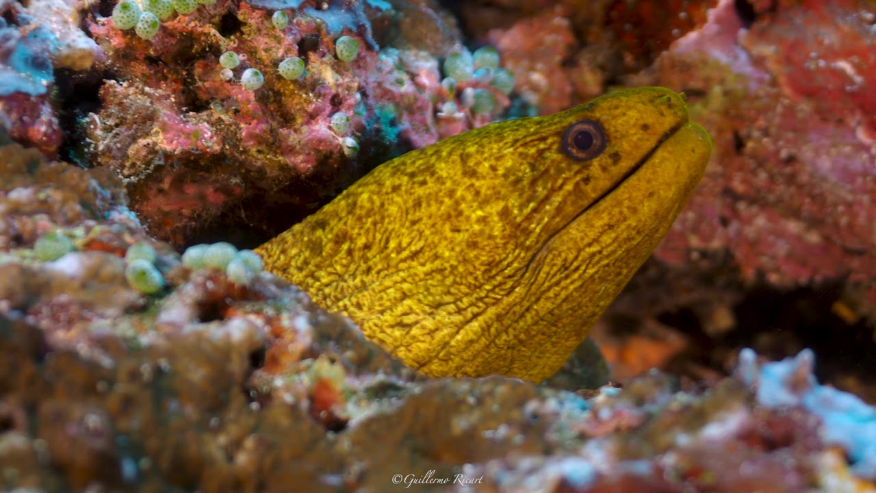 Banda Sea - Ceram Sea. Raja Ampat, Indonesia.