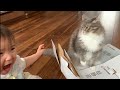 娘への教育的指導を一段階引き上げた猫 ノルウェージャンフォレストキャット A cat that made the owner's daughter more strict than usual