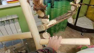 Новая присада для попугаев / стенд для попугаев