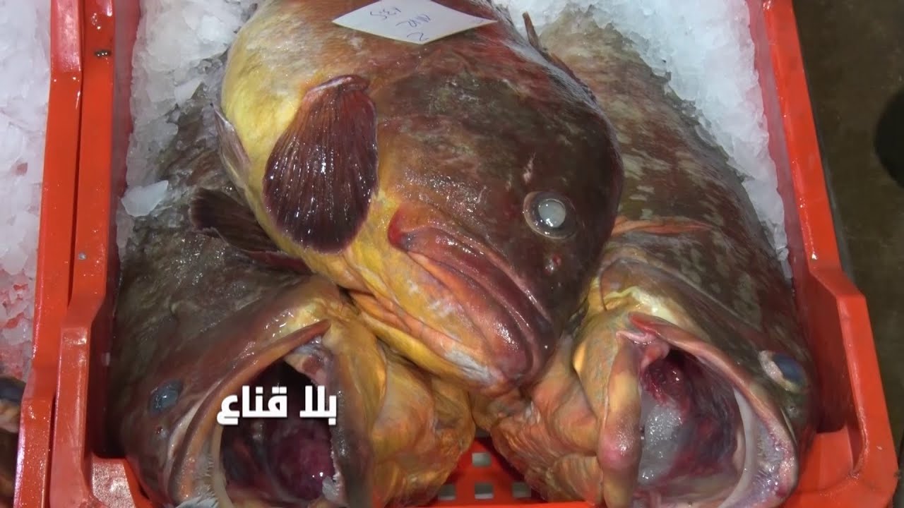 من حوت العفريتة للحلوفة والمناني الكلو من ليبيا..الرايس لاهي يهرب فالحراقة..بحرنا نشح وليبيا هي الحل