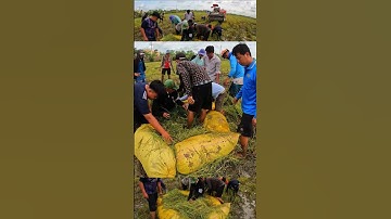 Hơn 15kg chuột trốn trong cù lúa nhỏ xíu #shorts