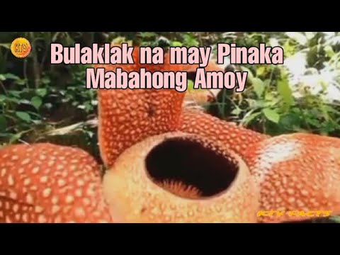 Video: The Arum Plant Family - Ano Ang Iba't Ibang Uri Ng Arum Plants