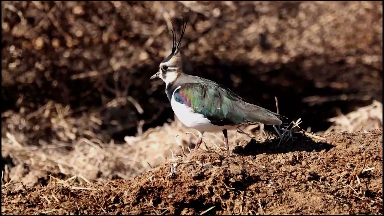 綺麗なタゲリ雄