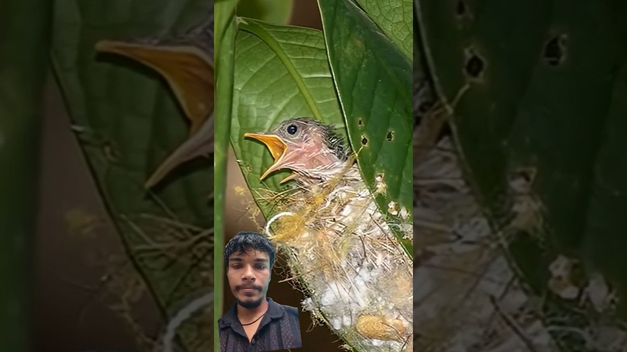 Bird Nests That Will Blow Your Mind 