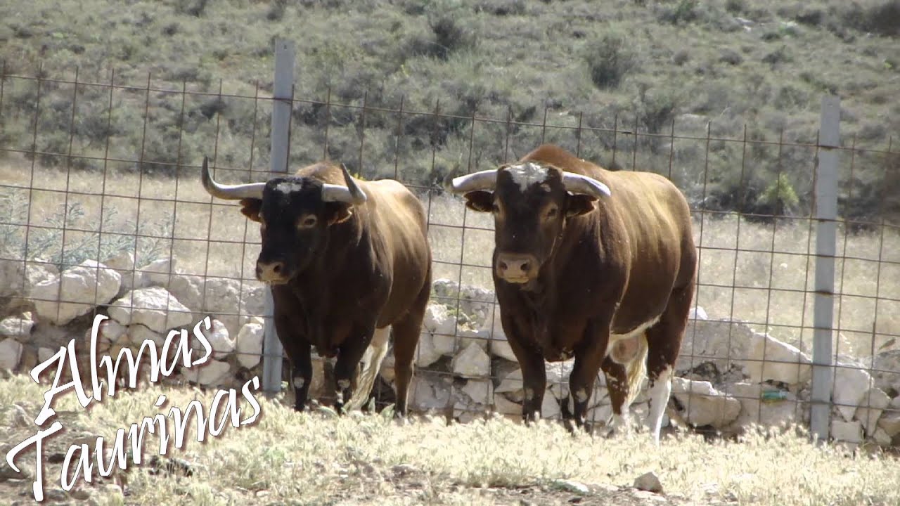 Toros Sánchez Cobaleda Finca la Morera patas-blancas