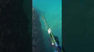 speargun seac 95 #spear #speargun #pesca #spearfishing #freedivinglife #freedivephoto #shortvideo