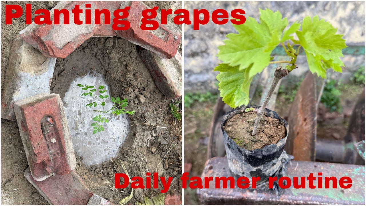 Daily farmer routine Planting grapes I love plant farming #farmers ...