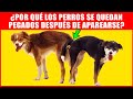 ¿Por Qué Los Perros Se Quedan Pegados Después De Aparearse? - Proceso De Reproducción Explicado