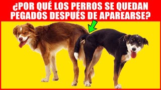 ¿Por Qué Los Perros Se Quedan Pegados Después De Aparearse? - Proceso De Reproducción Explicado by Hechos Sorprendentes 82,027 views 1 year ago 3 minutes, 46 seconds