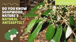 HERBALLY SPEAKING| S4E6 (Soapwood Tree)