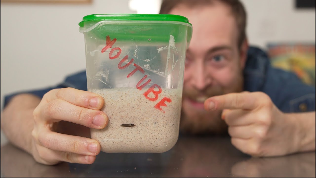 Si vous êtes débutant, voici comment faire du levain maison... (ép. 1)