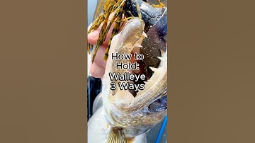 How to hold a walleye 3 different ways #fishing #fishingtips #walleye #howto