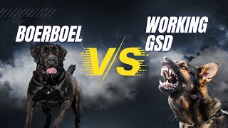 GSD and Boerboels what they have in common? by Elite Boerboels (Dog Breeding&Protection Training) 1,814 views 3 months ago 2 minutes, 55 seconds