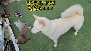 점잖은 풍돗개와 능청스런 길냥이의 만남ㅎㅎ(이상하게 닮은 두녀석🤣)