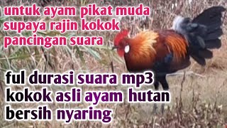 Suara Ayam hutan Jantan Mp3/Kokok Ayam Hutan Asli/Original Bersih & nyaring @putrajamsir