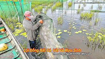 Về Miền Tây Mùa Nước Nổi – Đặt Dớn Bắt Cá Linh & Theo Chân Người Khmer Mót Lúa