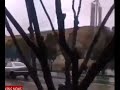 حرکت زرهی در شیراز از ترس اعتراضات احتمالی ۵ فروردین ۹۸