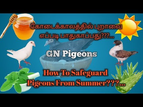 கோடை  காலத்தில்  புறாக்களை   பாதுகாப்பது எப்படி ?- How to safeguard pigeons from summer