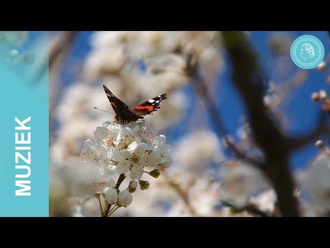 Video: Voordelen, Kracht En Schoonheid Van De Natuur