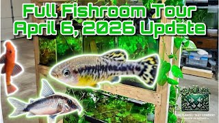 Full Fishroom Tour April 6, 2026 Update 🐠🌿