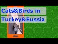 Cats&amp;Birds in Turkey&amp;Russia (insta Stories October-November, 2019)