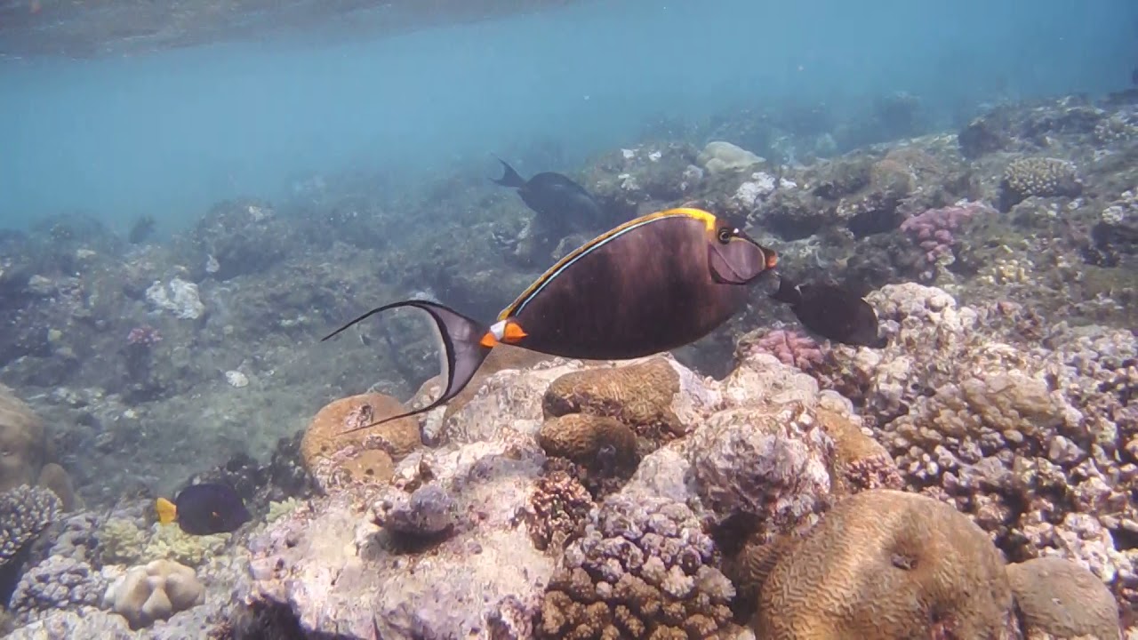 Orangespine unicornfish (Naso lituratus).Оранжевошипая рыба-носорогDSCF9863