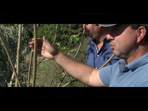 Vídeo: Dicas de poda de sabugueiro - quando e como podar sabugueiro