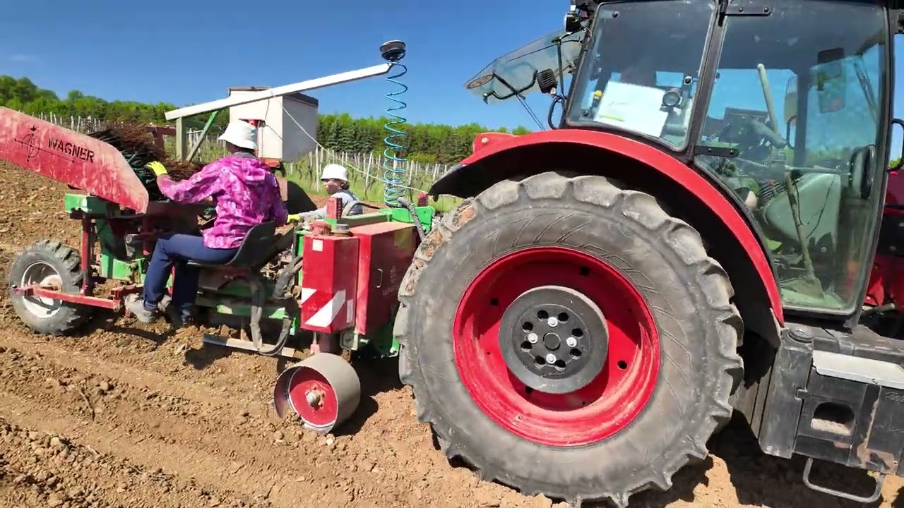Tři Vinaři ve vinici: výsadba mladé vinice. Jak sázíme révu ukázka profesionální výsadby 🚜🌱🍇