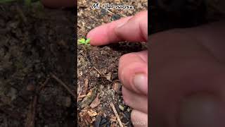 Guerilla Grow 2020 Seven Leaf Genetics